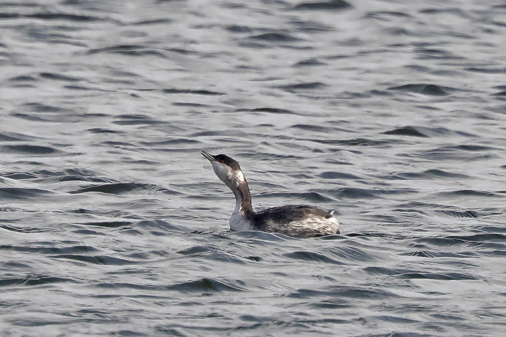 Slavonian grebe